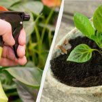Zašto iskusni vrtlari prskaju sadnice mlijekom: požalit ćete što niste