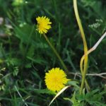 Zašto iskusni vrtlari skupljaju maslačak s korijenjem: kalijevo gnojivo od korova koje se ne može kupiti zasto-iskusni-vrtlari-skupljaju-maslacak-s-korijenjem-kalijevo-gnojivo-od.jpg