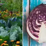 Zašto kupus vene u vrtu: sve je u njegovim susjedima