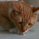zasto-macka-reagira-na-cvrcanje-akusticni-okidac-i-potraga-za.jpg