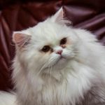 Zašto mačka sikće na goste: introvertnost ili drevni sigurnosni protokol zasto-macka-sikce-na-goste-introvertnost-ili-drevni-sigurnosni-protokol.jpg