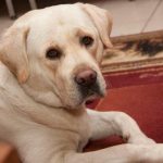 Zašto pas maše repom kad je ljut: dešifriranje tajnih signala zasto-pas-mase-repom-kad-je-ljut-desifriranje-tajnih-signala.jpg