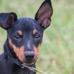 Zašto pas prede prije nego što legne: navigacija, sigurnost i drevni ritual zasto-pas-prede-prije-nego-sto-legne-navigacija-sigurnost-i.jpg