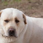 Zašto pas zavija kad odlazite: nije protest, već drevni poziv u pomoć zasto-pas-zavija-kad-odlazite-nije-protest-vec-drevni-poziv.jpg