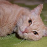 Zašto se mačka boji vode, ali se penje u sudoper do slavine: otkriće biologa o čudnom ponašanju zasto-se-macka-boji-vode-ali-se-penje-u-sudoper.jpg