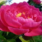 Zašto susjedi imaju božure veličine tanjura: tri pravila koja taje zasto-susjedi-imaju-bozure-velicine-tanjura-tri-pravila-koja-taje.jpg