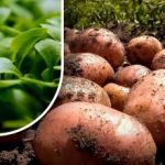 Zemlja će biti poput paperja: vrtlar je rekao što posijati nakon žetve krumpira Zemlja će biti poput paperja: vrtlar je rekao što posijati