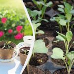 Žetva će biti tri puta veća: kako osvijetliti sadnice fitolampom