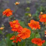 10 višegodišnjih cvjetova koji s godinama postaju samo bolji: stručnjaci