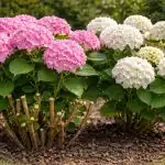 kako-natjerati-hortenzije-da-daju-goleme-glavice-cvijeca-proljetnim-orezivanjem.png
