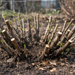 Kako natjerati ogrozd da rodi u kantama pomoću proljetne rezidbe kako-natjerati-ogrozd-da-rodi-u-kantama-pomocu-proljetne-rezidbe.png