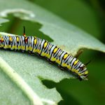 5 razloga zašto biljke mogu imati šuplje lišće i pametne