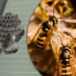 6 stvari koje vaše dvorište pretvaraju u magnet za ose