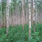 9 najgorih stabala za vrt: što ne saditi u dvorištu i koje alternative postoje 9 najgorih stabala za vrt: što ne saditi u dvorištu