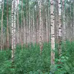 9 najgorih stabala za vrt: što ne saditi u dvorištu