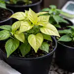 Ako vaše mlade paprike iznenada izgube svoju bogatu zelenu boju i postanu alarmantno svijetle, nemojte žuriti posegnuti za dušičnim gnojivima. Najčešće, razlog nije u nedostatku hranjivih tvari u tlu, već u fiziološkom stuporu zbog niske temperature, koja blokira apsorpciju mikroelemenata. Godinama sam promatrao ovu sliku na svojim prozorskim daskama i razvio sam jasan algoritam kako vratiti biljke u život u nekoliko dana bez nepotrebnih troškova. ako-vase-mlade-paprike-iznenada-izgube-svoju-bogatu-zelenu-boju.png