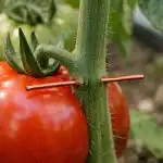 Bakrena žica pretvorit će vaše rajčice u neranjivu tvrđavu protiv plamenjače bakrena-zica-pretvorit-ce-vase-rajcice-u-neranjivu-tvrdavu-protiv.png