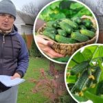 Berba bez muke: pet sorti krastavaca pogodnih i za početnike Berba bez muke: pet sorti krastavaca pogodnih i za početnike