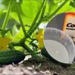 Berba će trajati do listopada: jednostavan recept za najbolju prihranu