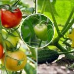 Berba prije studenog: kako pripremiti jednostavno gnojivo za krastavce, rajčice i paprike Berba prije studenog: kako pripremiti jednostavno gnojivo za krastavce, rajčice