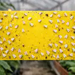 Bijela mušica će zauvijek nestati iz staklenika i s prozorske daske bijela-musica-ce-zauvijek-nestati-iz-staklenika-i-s-prozorske.png