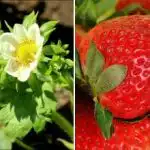 Bobice se mogu skupljati u kante: kako hraniti jagode u