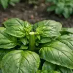 Bosiljak će ovog proljeća osvojiti vaš vrt nakon jednog pametnog trika. bosiljak-ce-ovog-proljeca-osvojiti-vas-vrt-nakon-jednog-pametnog.png