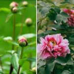 Božuri žive 50 godina, ali ne cvjetaju uvijek: kako postići