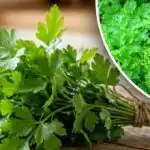 Brzi rast peršina - jednostavan način sjetve uz domaći gel