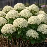 Bujni šeširi umjesto suhih grana ili zašto vašem vrtu treba proljetna rezidba hortenzija bujni-sesiri-umjesto-suhih-grana-ili-zasto-vasem-vrtu-treba.png