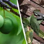 Čak će i "stara" šljiva roditi kante plodova: kako je