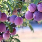 Čak će i "stara" šljiva roditi kante plodova: kako je orezati u proljeće cak-ce-i-stara-sljiva-roditi-kante-plodova-kako-je.webp.webp