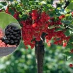 Dvije kante ribiza po grmu: kako pripremiti najbolju prihranu od