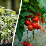 Gdje nikada ne biste trebali uzgajati rajčice: vrtlari su naveli
