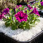 H1: Petunija umire na vrućini: kako jednim jednostavnim trikom spasiti sadnice h1-petunija-umire-na-vrucini-kako-jednim-jednostavnim-trikom-spasiti.png