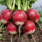 H1 Tajna proljetne berbe rotkvica veličine šake u običnom stakleniku h1-tajna-proljetne-berbe-rotkvica-velicine-sake-u-obicnom-stakleniku.png