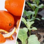 I gnojivo i zaštita od štetočina: vrtlari otkrivaju kako koristiti