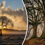 Je li vrijeme za sječu ili ne: kako utvrditi je li drvo mrtvo Je li vrijeme za sječu ili ne: kako utvrditi je