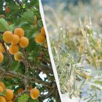 Jedna će noć odlučiti o sudbini cijele berbe: kako marelice