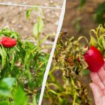 Jedna pogreška i ostat ćete bez žetve: što ne saditi