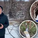 Kada orezati drveće kako ne biste izgubili žetvu: imenovan je