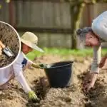 Kada saditi krumpir za rekordnu žetvu: stručnjaci su imenovali najbolje datume Kada saditi krumpir za rekordnu žetvu: stručnjaci su imenovali najbolje