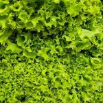 Kako čuvati zelje da se ne pretvori u sluz nakon dva dana kako-cuvati-zelje-da-se-ne-pretvori-u-sluz-nakon.jpg