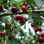 Kako dobiti dobru žetvu bobica: stručnjaci kažu da vole stabla trešnje Kako dobiti dobru žetvu bobica: stručnjaci kažu da vole stabla