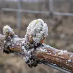 Kako dokazanom metodom spasiti berbu grožđa od proljetnih mrazova kako-dokazanom-metodom-spasiti-berbu-grozda-od-proljetnih-mrazova.png