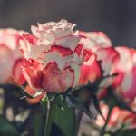 Kako i kada orezati ruže da ljeti izrastu veliki cvjetovi