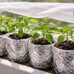 kako-jednim-jeftinim-trikom-spasiti-presadnice-paprike-od-proljetnog-sunca.png