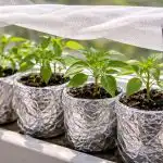 Kako jednim jeftinim trikom spasiti presadnice paprike od proljetnog sunca kako-jednim-jeftinim-trikom-spasiti-presadnice-paprike-od-proljetnog-sunca.png