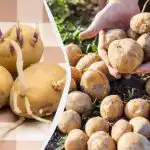 Kako klijati krumpir prije sadnje - na svjetlu ili u