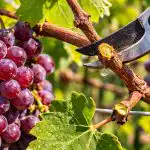kako-obrezivanje-grozda-u-proljece-pretvara-krhke-loze-u-mocnu.png